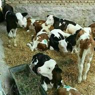 چند عدد گوساله مناسب ونگهداری جنس دار