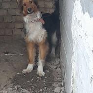 سگ ژرمن واگذار