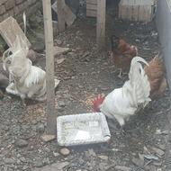 فروش مرغ و خروس