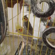 طوطی عروس نر وماده