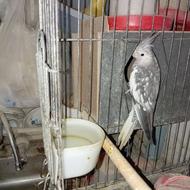 طوطی عروس هلندی