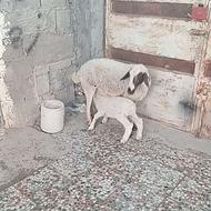 فروش یک عدد میش بره دار جوان وهیکلی