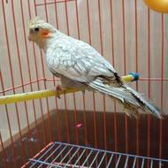 عروس هلندی با قفس