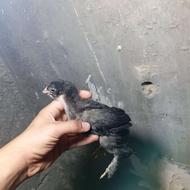 جوجه مرندی درجه یک