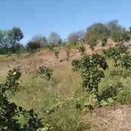 زمین کشاورزی و مسکونی