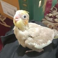 جوجه عروس هلندی