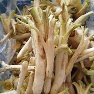 کنگر تازه از کوه رسیده