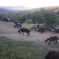 واگذار سگ ماده