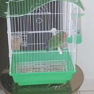 طوطی جوجه زیبا