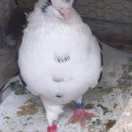 کبوتر‌ گمشده
