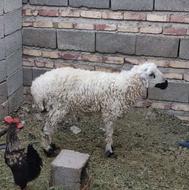 گوسفند برا قربانی عالیه سوران است