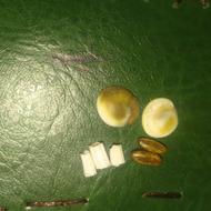 فروش مهره مار پاکستانی