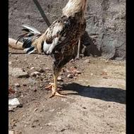 خروس لاری اصیل