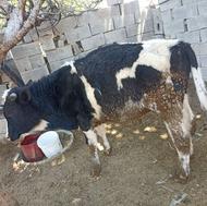 گوساله یک ساله نره جنس داره