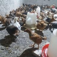 جوجه مرغ وخروس محلی ودورگه 35روزه