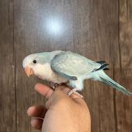 طوطی راهب رام