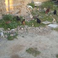 مرغ محلی درشت