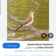 فنچ محلی مولد میخام