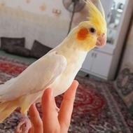 عروس هلندی سخنگو