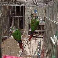 طوطی گرینچیک