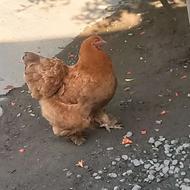 یه مرغ خروس برهما
