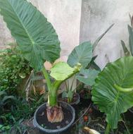 کاغذی وباباادم برای فروش