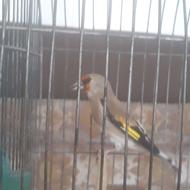 فروش پرنده سهره تر وماده کرمانی
