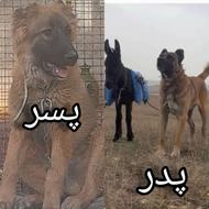 سگ سرابی ذات قدیم جهرم واگذار