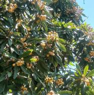 ازگیل شیرین