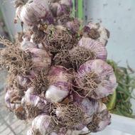 سیر تازه بادقیمت عالی