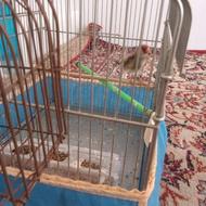 فروش یک جفت کرمانی نر و ماده جوجه قفس