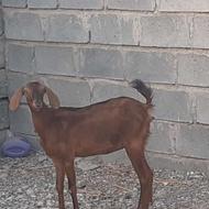 بزچاق رودان