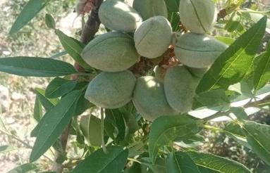 فروش 2400متر زمین باغی سنددار همراه با آب از چاه