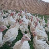 جوجه بوقلمون بیوتی 85روزه جهت نگهداری و پرواربندی