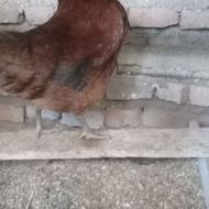 مرغ کرچ شو