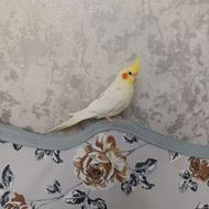 عروس هلندی سخنگو
