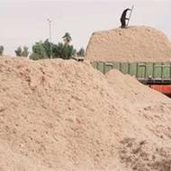 کاه نیشکر تازه