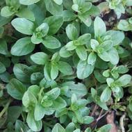 سبزی خالواش ارزان خوش عطر تازه سبز