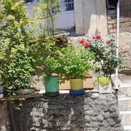 گل یاس محمدی رز