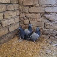 8تا کبوتر سالم وسرحال