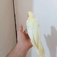 جوجه عروس هلندی
