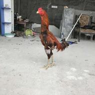 جوجه لاری 8 ماهه بشرط
