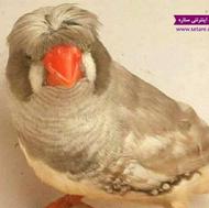 خرید و فروش انواع پرندگان زینتی
