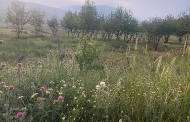 زمین کشاورزی