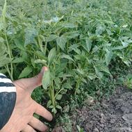 نشا گوجه فرنگی شتل