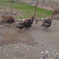 بوقلمون خانگی برای نگهداری ومصرف