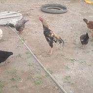 خروس لاری برای مصرف کننده
