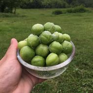 گوجه سبز الوچه سبز نوبرانه