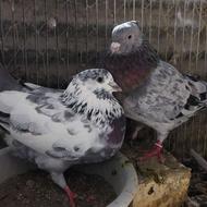 کفتر نر و ماده دهن خورده