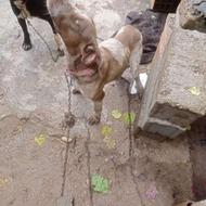 واگذار سگ دنبلانی شناسنامه دار